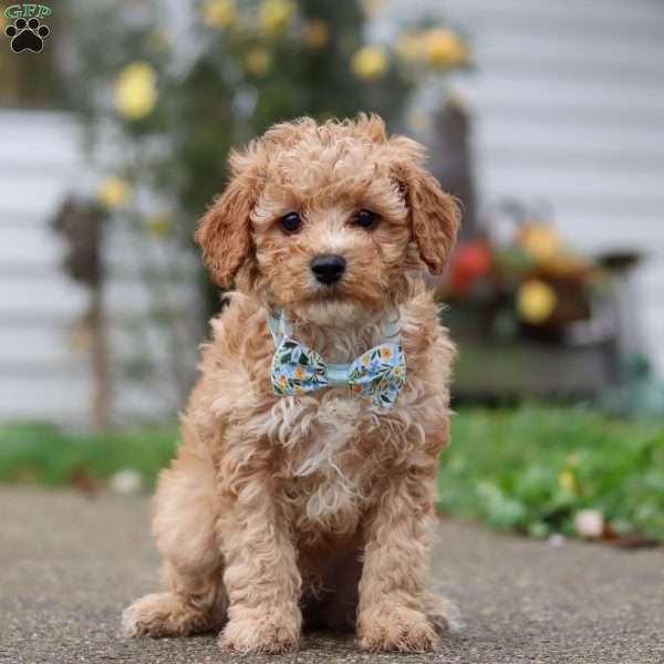 Rocky, Miniature Poodle Puppy